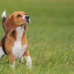 Dog's Health and Happiness