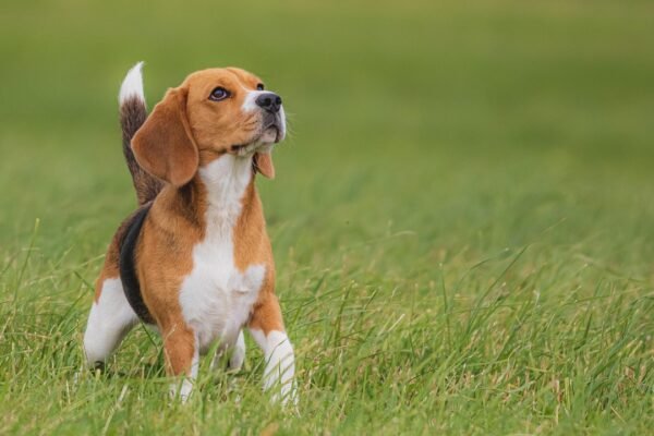 Dog's Health and Happiness