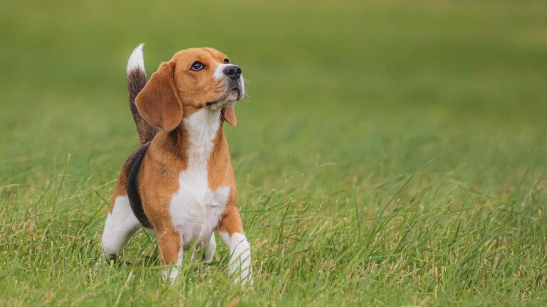 Dog's Health and Happiness