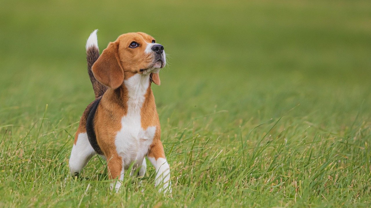 Dog's Health and Happiness